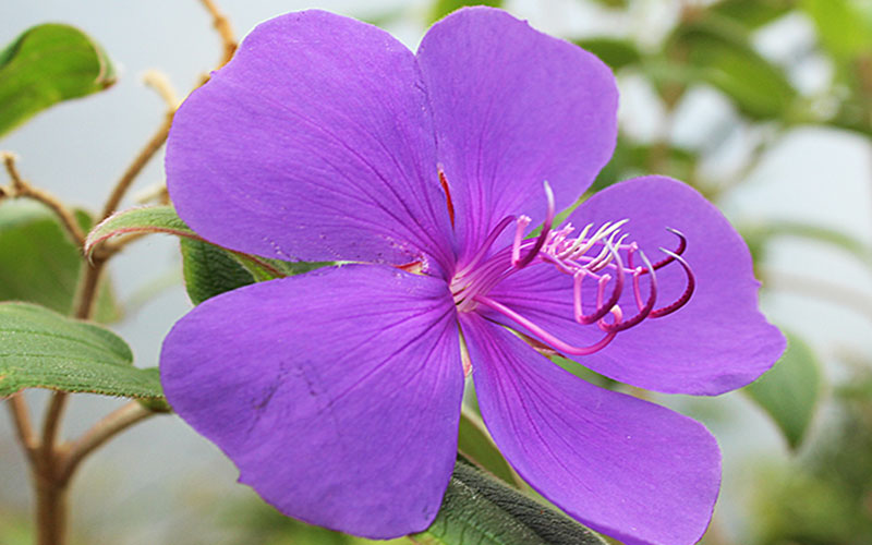 GARDEN CENTER CAPE CORAL and LANDSCAPERS