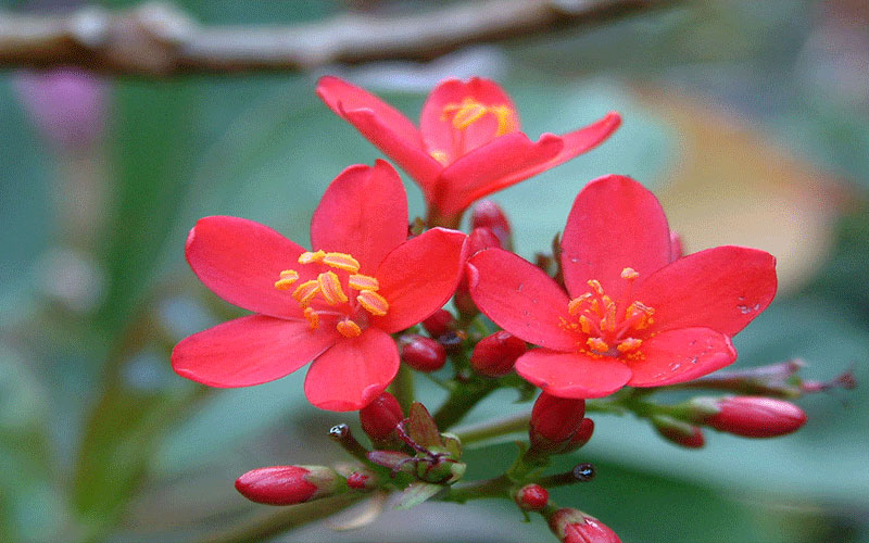 GARDEN CENTER CAPE CORAL and LANDSCAPERS