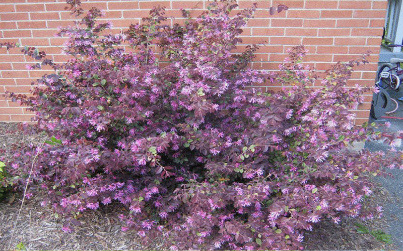 GARDEN CENTER CAPE CORAL and LANDSCAPERS