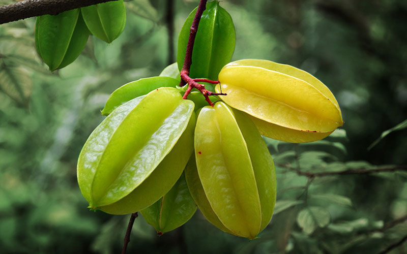 GARDEN CENTER CAPE CORAL and LANDSCAPERS