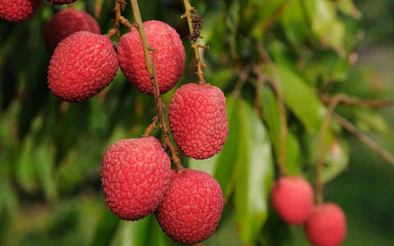 GARDEN CENTER CAPE CORAL and LANDSCAPERS