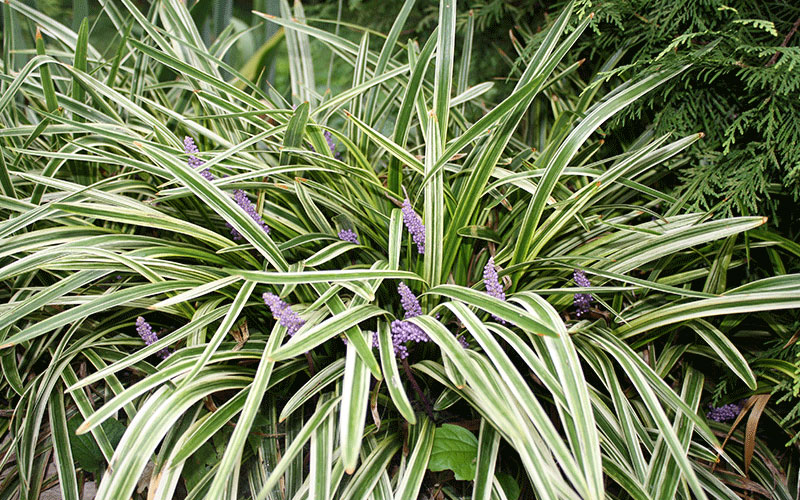 GARDEN CENTER CAPE CORAL and LANDSCAPERS