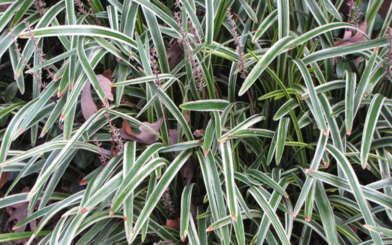 GARDEN CENTER CAPE CORAL and LANDSCAPERS