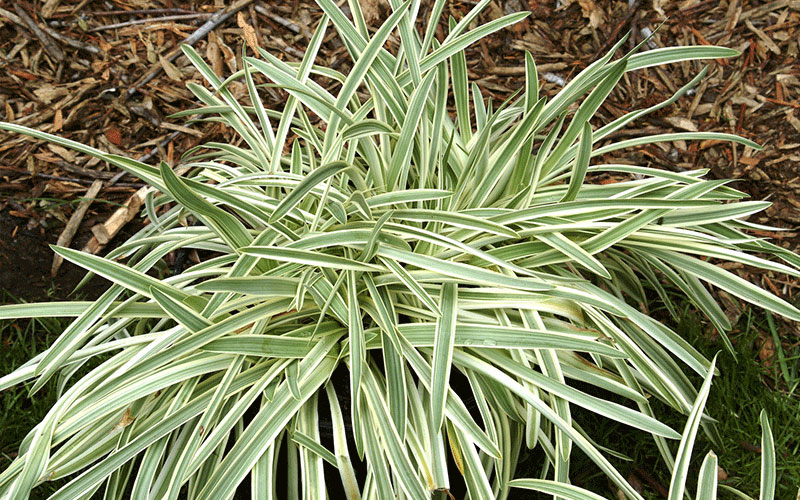 GARDEN CENTER CAPE CORAL and LANDSCAPERS