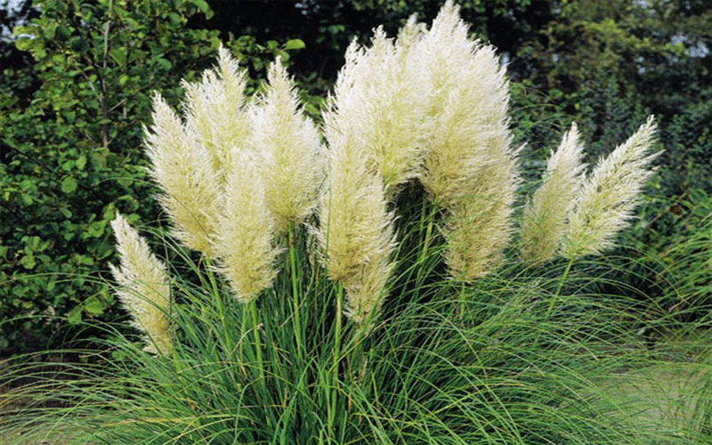 GARDEN CENTER CAPE CORAL and LANDSCAPERS