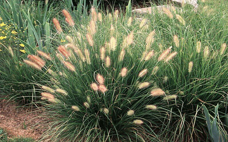 GARDEN CENTER CAPE CORAL and LANDSCAPERS