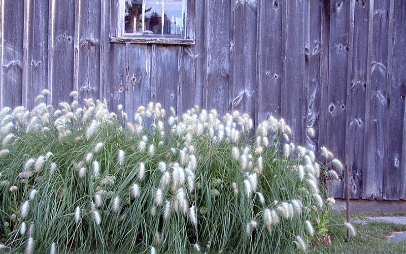 GARDEN CENTER CAPE CORAL and LANDSCAPERS