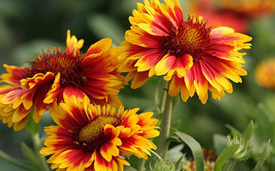 GARDEN CENTER CAPE CORAL AND LANDSCAPERS