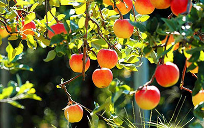 GARDEN CENTER CAPE CORAL AND LANDSCAPERS