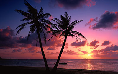 GARDEN CENTER CAPE CORAL AND LANDSCAPERS