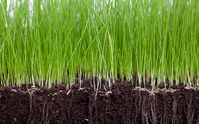 GARDEN CENTER CAPE CORAL AND LANDSCAPERS