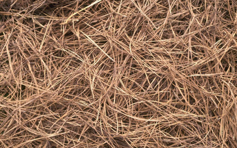 GARDEN CENTER CAPE CORAL and LANDSCAPERS