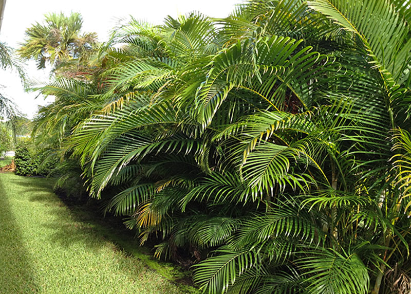 GARDEN CENTER CAPE CORAL and LANDSCAPERS