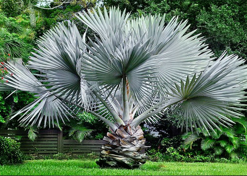 GARDEN CENTER CAPE CORAL and LANDSCAPERS