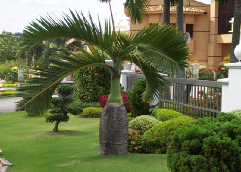 GARDEN CENTER CAPE CORAL and LANDSCAPERS