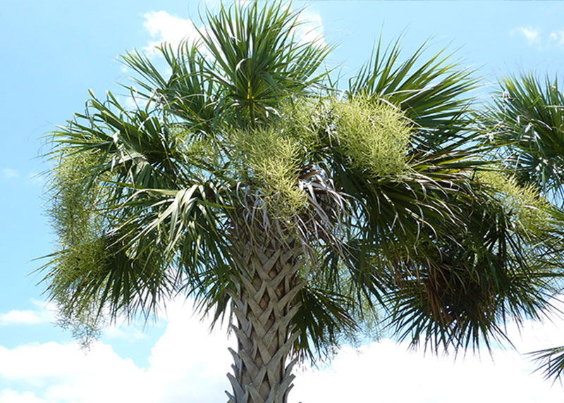 GARDEN CENTER CAPE CORAL and LANDSCAPERS