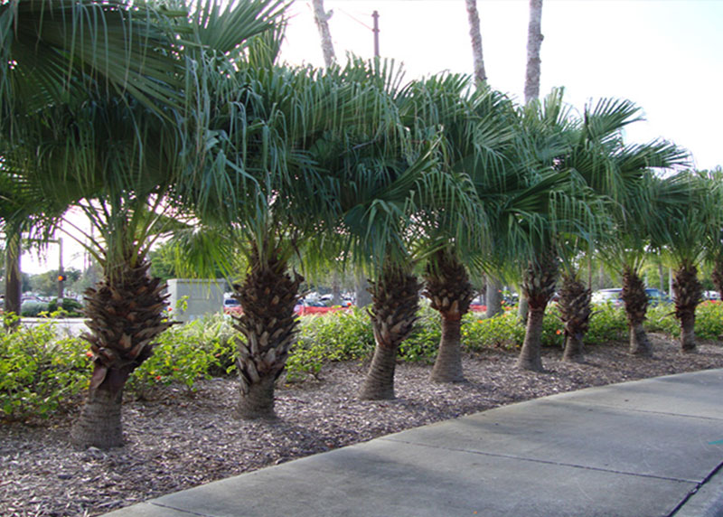 GARDEN CENTER CAPE CORAL and LANDSCAPERS