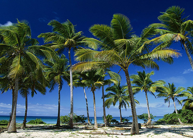 GARDEN CENTER CAPE CORAL and LANDSCAPERS