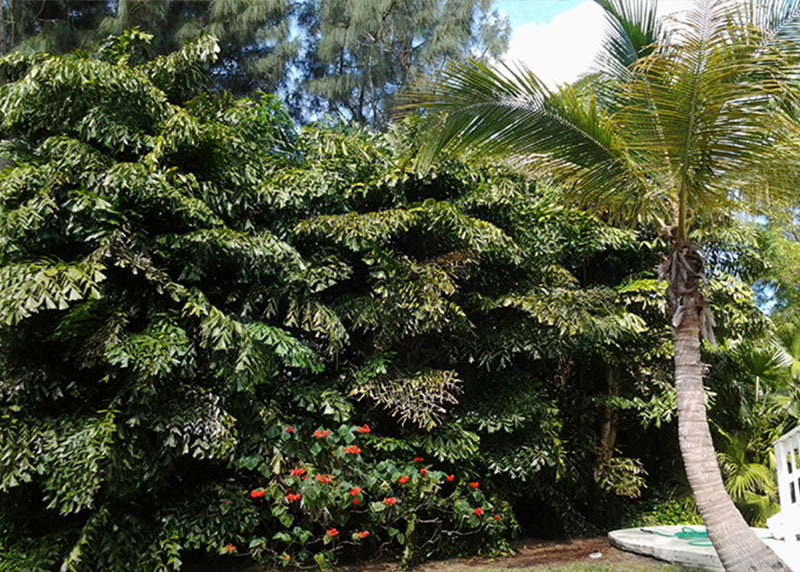 GARDEN CENTER CAPE CORAL and LANDSCAPERS