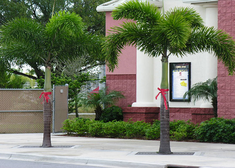 GARDEN CENTER CAPE CORAL and LANDSCAPERS