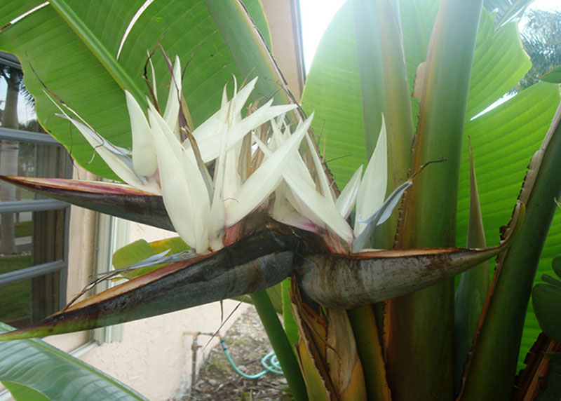 GARDEN CENTER CAPE CORAL and LANDSCAPERS