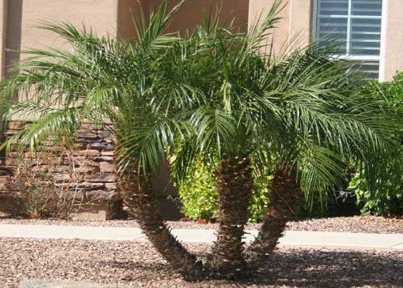 GARDEN CENTER CAPE CORAL and LANDSCAPERS