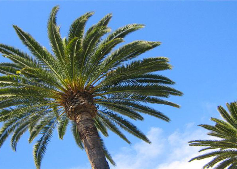 GARDEN CENTER CAPE CORAL and LANDSCAPERS