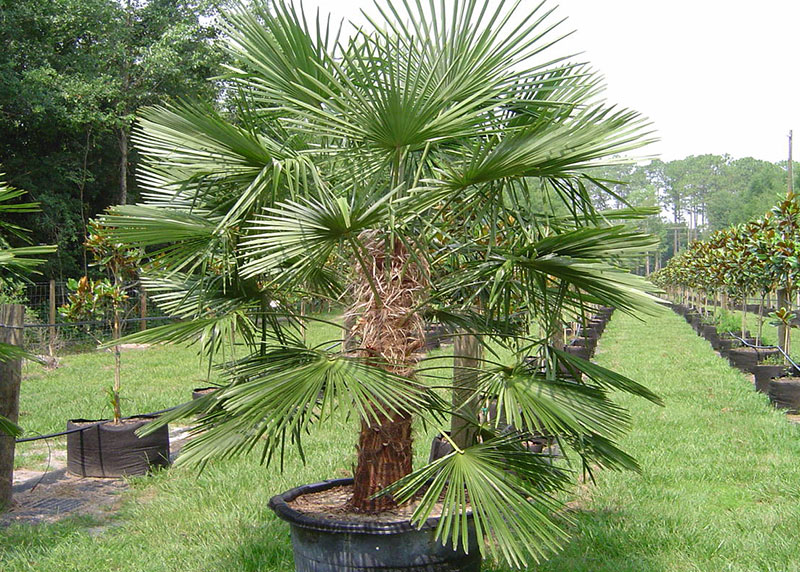 GARDEN CENTER CAPE CORAL and LANDSCAPERS