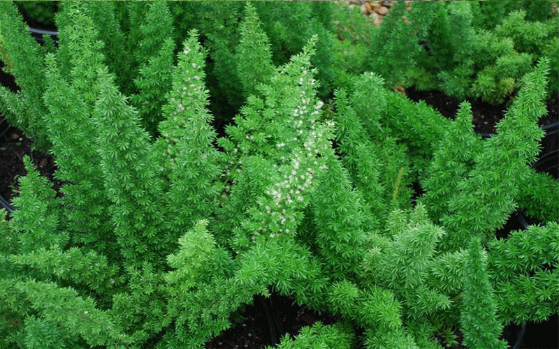 GARDEN CENTER CAPE CORAL and LANDSCAPERS