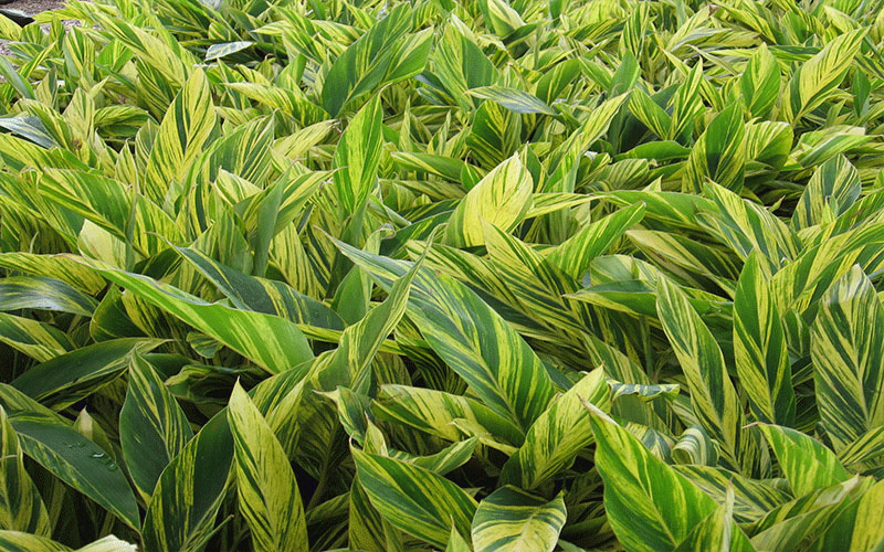 GARDEN CENTER CAPE CORAL and LANDSCAPERS