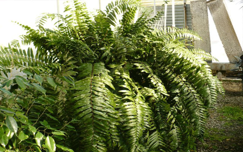 GARDEN CENTER CAPE CORAL and LANDSCAPERS