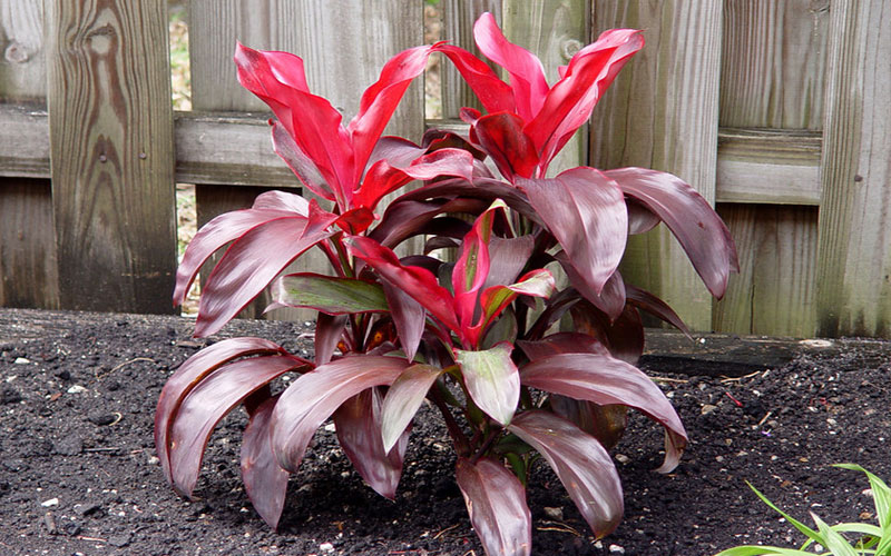 GARDEN CENTER CAPE CORAL and LANDSCAPERS