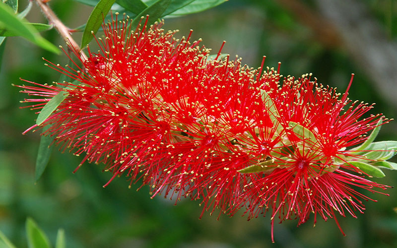 GARDEN CENTER CAPE CORAL and LANDSCAPERS