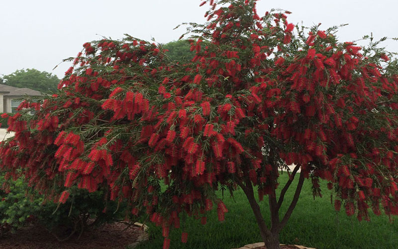 GARDEN CENTER CAPE CORAL and LANDSCAPERS