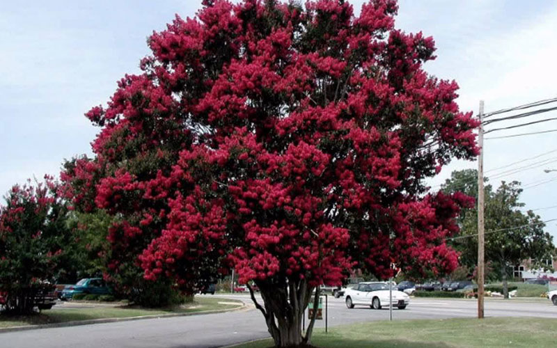 GARDEN CENTER CAPE CORAL and LANDSCAPERS