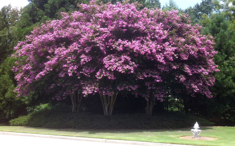 GARDEN CENTER CAPE CORAL and LANDSCAPERS