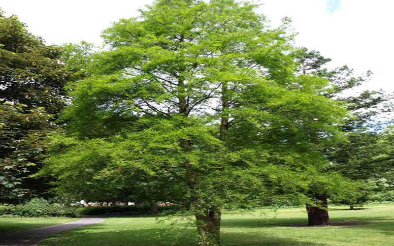 GARDEN CENTER CAPE CORAL and LANDSCAPERS