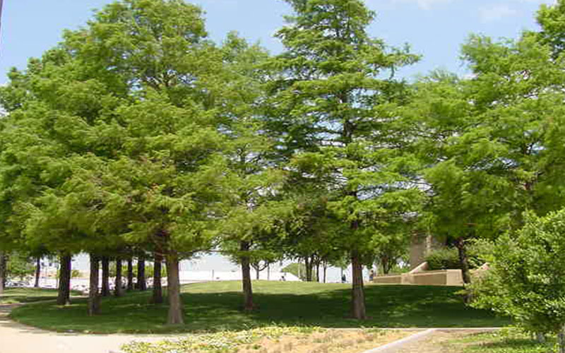 GARDEN CENTER CAPE CORAL and LANDSCAPERS