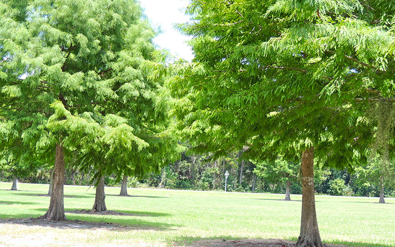 GARDEN CENTER CAPE CORAL and LANDSCAPERS