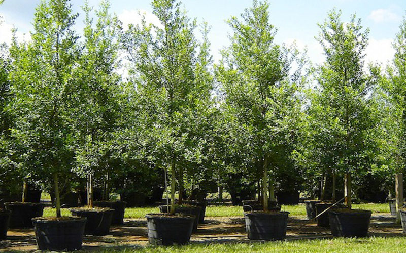 GARDEN CENTER CAPE CORAL and LANDSCAPERS