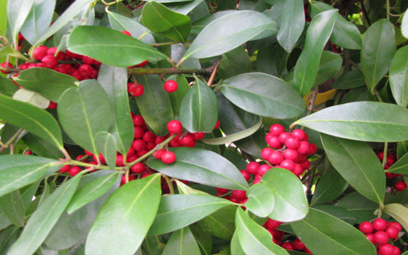 GARDEN CENTER CAPE CORAL and LANDSCAPERS