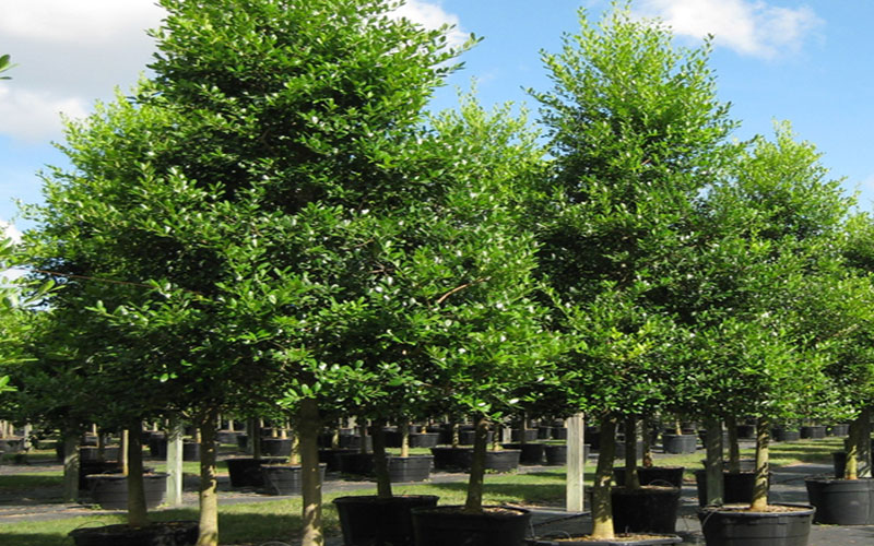 GARDEN CENTER CAPE CORAL and LANDSCAPERS