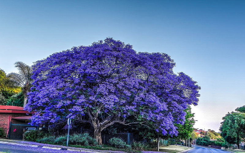 GARDEN CENTER CAPE CORAL and LANDSCAPERS