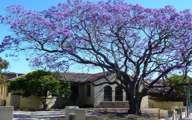 GARDEN CENTER CAPE CORAL and LANDSCAPERS