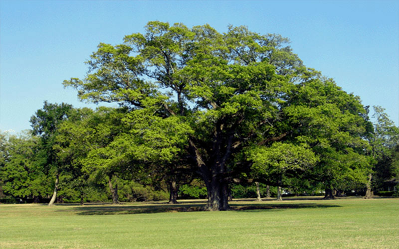 GARDEN CENTER CAPE CORAL and LANDSCAPERS
