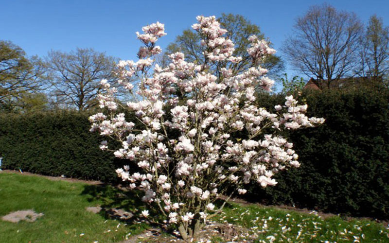 GARDEN CENTER CAPE CORAL and LANDSCAPERS