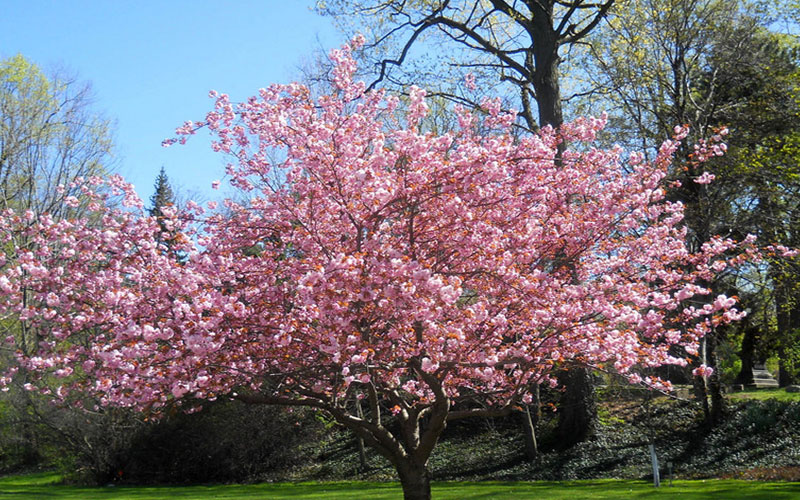 GARDEN CENTER CAPE CORAL and LANDSCAPERS