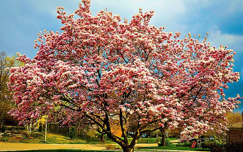 GARDEN CENTER CAPE CORAL and LANDSCAPERS