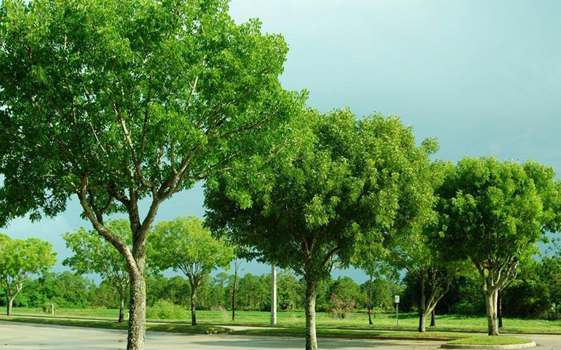 GARDEN CENTER CAPE CORAL and LANDSCAPERS