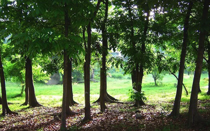 GARDEN CENTER CAPE CORAL and LANDSCAPERS